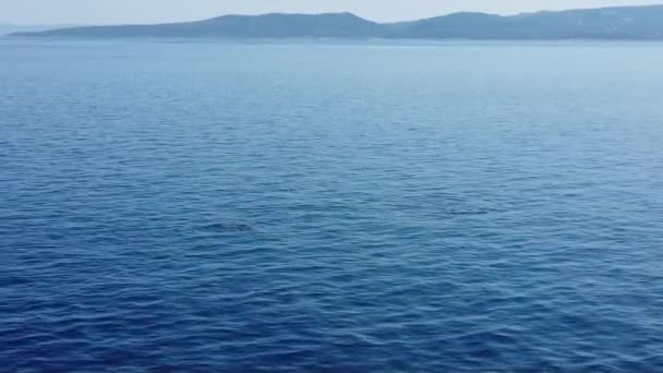 승강기에서 촬영된 아드리 돌고래들의 보이는 크로타 이티아에 — 비디오