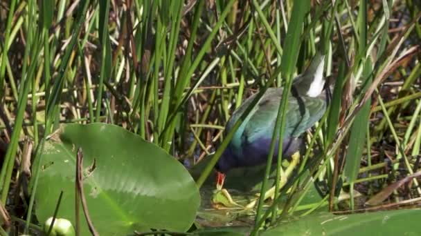 Púrpura Gallinule Pairando Pântano Comendo Sementes Uma Planta Água Potável — Vídeo de Stock