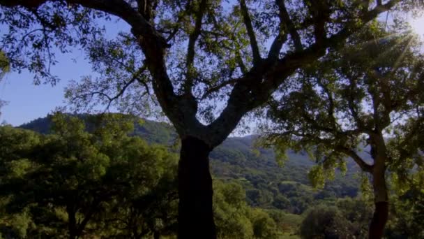 엘바에 있는아 라세나 웅장하고 나무들 의나무들 코르크참나무 로즈메리 흐르는 펼쳐진 — 비디오