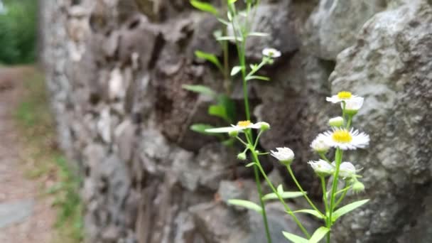 Avrupa Daki Antik Yıkım Duvarından Çiçek Yetişti — Stok video