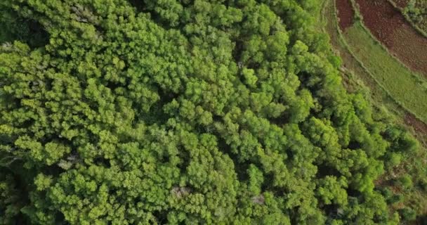 Downward Aerial View Green Forest Mountain Slope Wonosari Indonesia — Stock Video