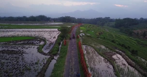 Antenn Utsikt Över Tungt Använd Grusväg Mellan Risfälten Java Indonesien — Stockvideo