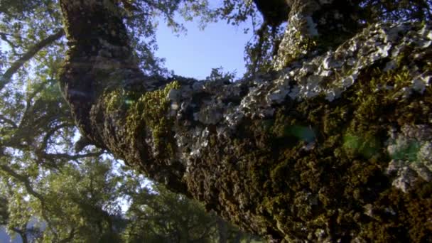 Tire Hacia Atrás Viajando Gimbal Estabilizado Que Muestra Majestad Esplendor — Vídeo de stock