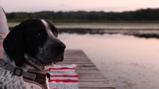 Портрет Немецкой Короткометражной Собаки Спокойном Закате Озере — стоковое видео