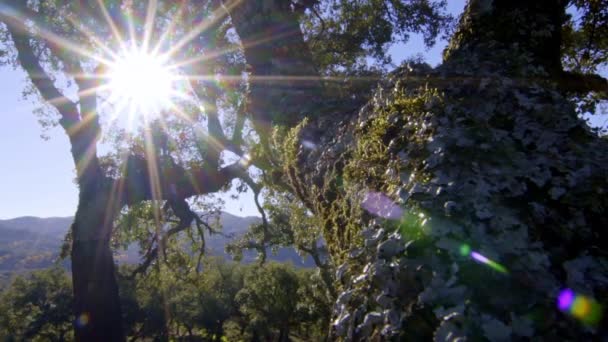 우엘바에 있는아 라세나 웅장하고 나무들 의나무들 코르크참나무 로즈메리 모습을 안정된 — 비디오