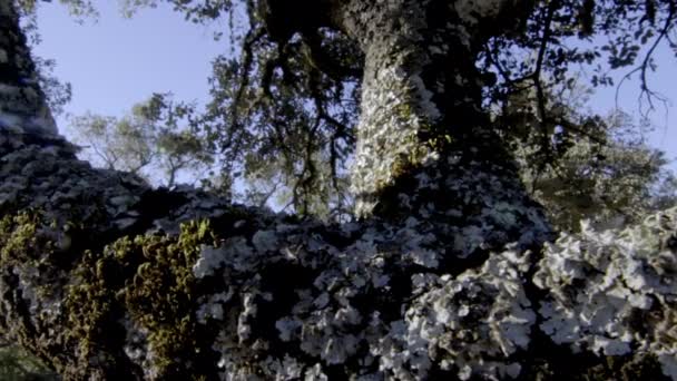 Push Traveling Stabilized Gimbal Moving Showing Majesty Splendor Trees Aracena — Stock Video