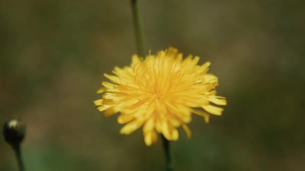 Flor Amarela Jardim Perto — Vídeo de Stock