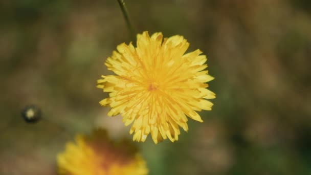 Gelbe Helle Blume Nahaufnahme Mit Verschwommenem Hintergrund Frühling Natur Blühenden — Stockvideo
