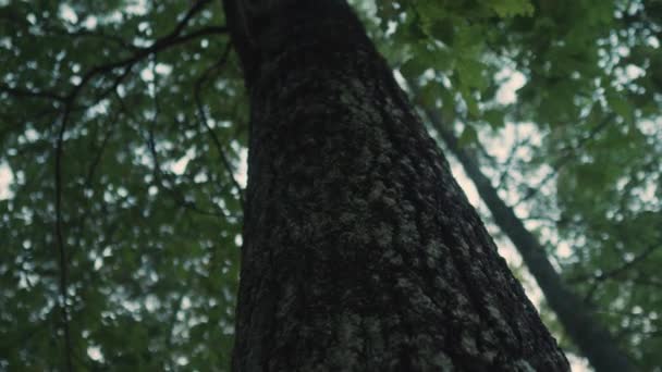 Tronco Árvore Velha Floresta Verde Natural Selvagem Emissão Zero Grande — Vídeo de Stock