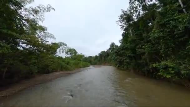 Penerbangan Fpv Rendah Atas Sungai Melalui Hutan Hujan Amazon — Stok Video