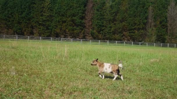 Osamělý Telecí Cuttle Kráva Běží Zdarma Zelené Venkovské Farmě — Stock video