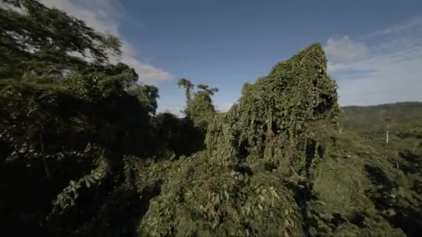 Vista Única Las Frondosas Copas Los Árboles Selva Amazónica Aérea — Vídeo de stock