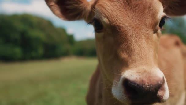 Vaca Închide Animalul Amuzant Ferma Naturală Rurală — Videoclip de stoc