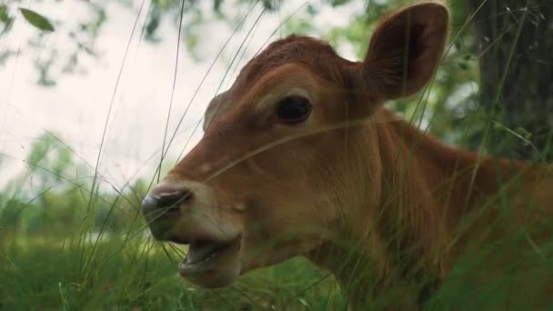 在绿地的农场里 可以近距离看到正在咀嚼食物的棕色奶牛 — 图库视频影像