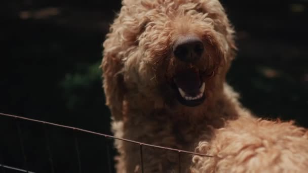 Peludo Bonito Adorável Goldendoodle Cão Jogando Fora Parque — Vídeo de Stock