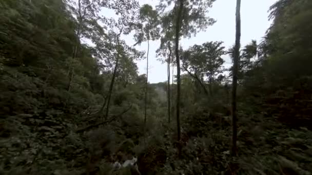 Voo Drone Fpv Através Exuberante Floresta Tropical Amazônia — Vídeo de Stock