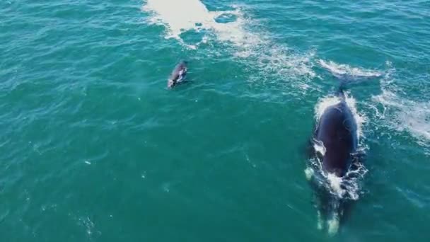 Southern Right Whale Newborn Calf Blow Together Hermanus Aerial — Stock Video