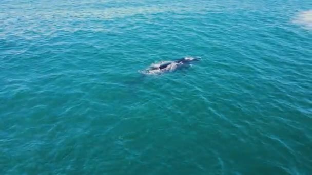 Une Seule Baleine Noire Sud Flotte Surface Expire Forme — Video