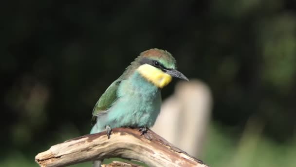 Comedor Abelhas Pássaro Ricamente Colorido Esbelto Senta Ramo Floresta — Vídeo de Stock