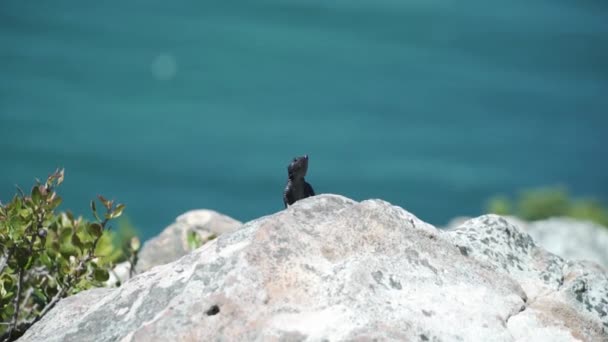 Chameleon Lizard Rock Cape Point Wildlife Kapské Město Jihoafrická Republika — Stock video