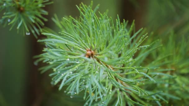 Een Close Van Dennenboom Tak Regen Kleine Druppels Hangen Aan — Stockvideo