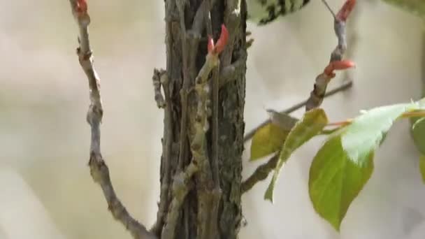 Avistamiento Aves Warbler Blanco Negro Árbol Songbird Mniotilta Varia Static — Vídeo de stock