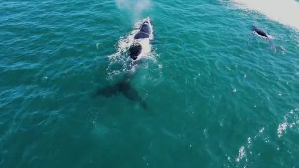 Whales Float Surface Blows Explosively Hermanus Aerial Arc — Stock Video