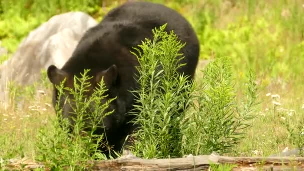 Zbliżenie Strzał Ogromny Czarny Niedźwiedź Żerować Krzak — Wideo stockowe