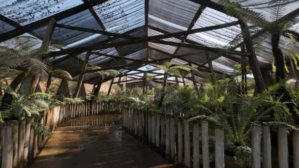 汽笛などの熱帯種専用の植物園で撮影 — ストック動画
