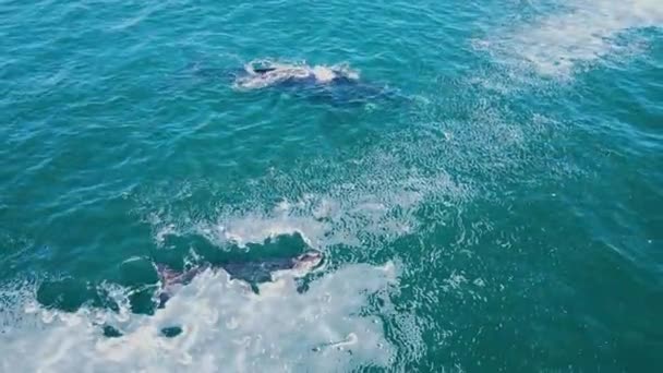 Maman Veau Les Baleines Noires Nagent Dans Mousse Expirent Ensemble — Video