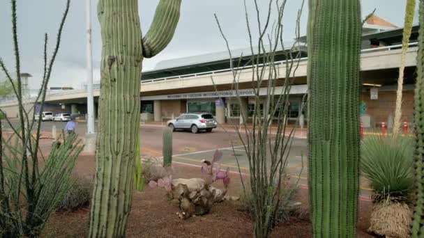 Saguaro Cacti Framför Ingången Till Tucson International Airport Arizona Usa — Stockvideo