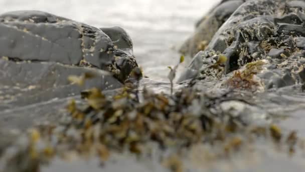 穏やかな海の波は岩にぶつかり 浅い前景の海草で満たされた岩のプールに焦点を当てているカメラに向かってくると 焦点を合わせます スコットランドのアルダムラちゃん — ストック動画