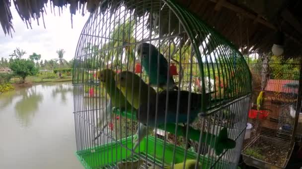 Colorful Pairs Lovebirds Perched Birdcage Hanging Lakeshore Close — Stock Video