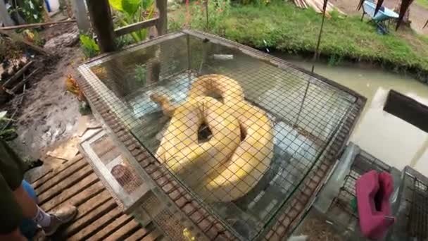 Gelbe Burmesische Python Käfig Auf Den Philippinen Handheld — Stockvideo