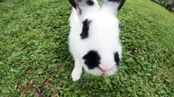 Young Domesticated Bunnies Socializing Humans Environment Philippines Handheld — Stock Video