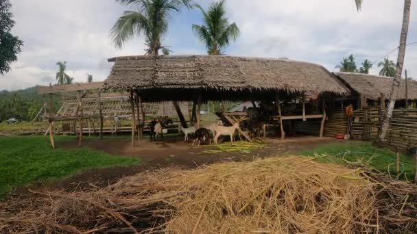 Troupeau Chèvres Dans Une Ferme Locale Aux Philippines Statique Handheld — Video