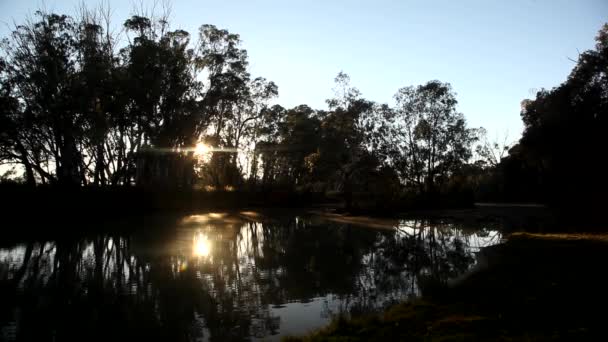 Murry River Sunrise Loxton Australia Meridional — Vídeos de Stock