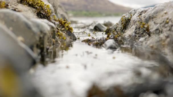 穏やかな海の波は岩にぶつかり 海藻で満たされた岩のプールに焦点を当てているカメラに向かって岩の狭い隙間を通って強制されるので 焦点に突入します スコットランドのアルダムラちゃん — ストック動画