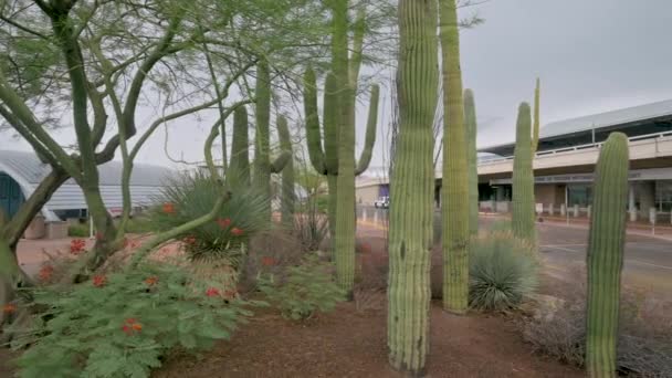 Tucson Arizona Luchthaven Met Saguaro Cactus Landschapsarchitectuur Panning Schot — Stockvideo
