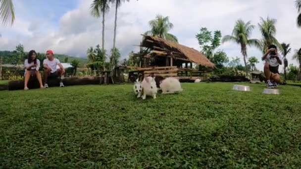 フィリピンの観光客を魅了するキュートでアクティブなウサギ 手持ち撮影 — ストック動画
