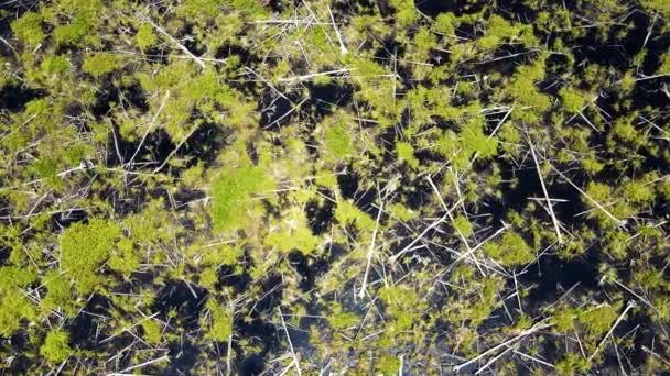 Downward Flying Aerial Focusing Fallen Trees Flooded Forests Great Dismal — Stock Video