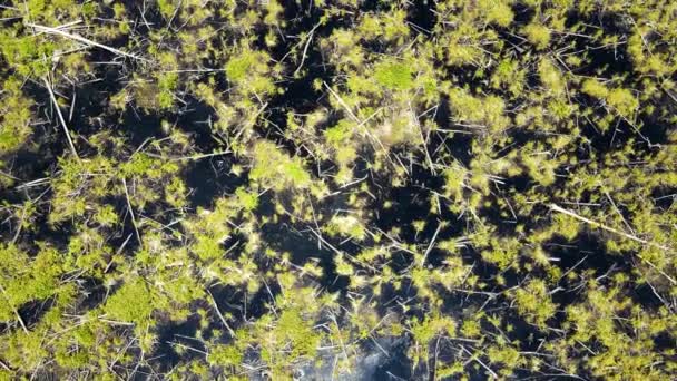 Una Antena Ascendente Deriva Círculo Lento Sobre Gran Pantano Lúgubre — Vídeos de Stock