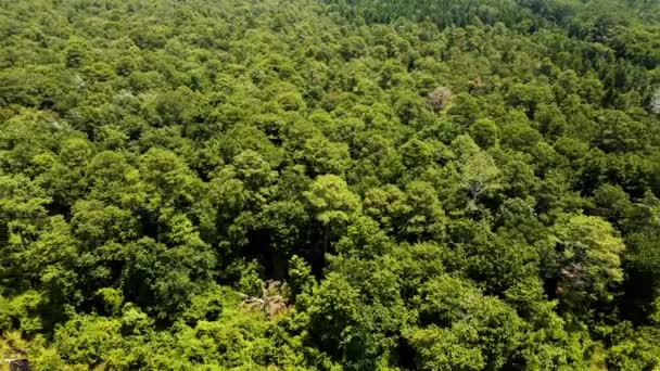 Reverse Flying Aerial Great Dismal Swamp National Wildlife Refuge Flight — Stock Video