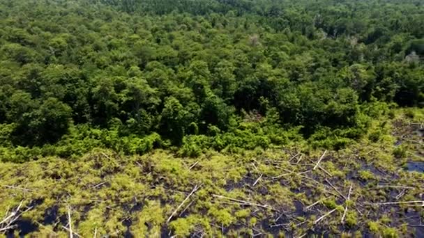 Ariel Cruza Frontera Entre Los Humedales Los Bosques Gran Pantano — Vídeo de stock