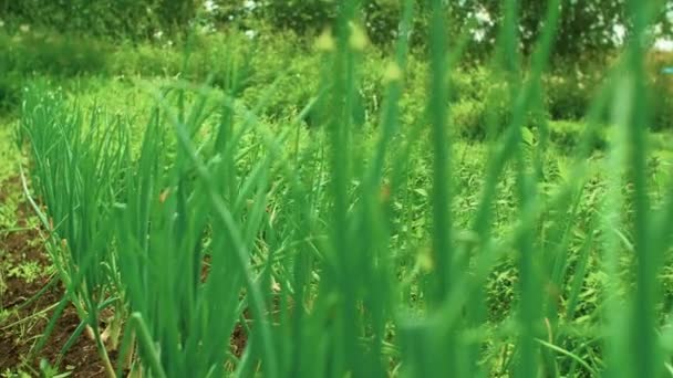 Pąki Cebuli Rosnące Ogrodzie Warzywnym — Wideo stockowe