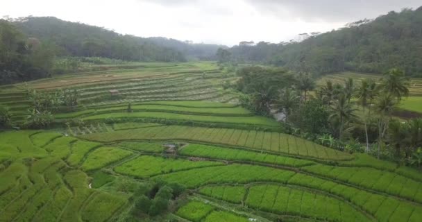 Vol Aérien Vers Avant Dessus Des Rizières Inondées Entourées Par — Video