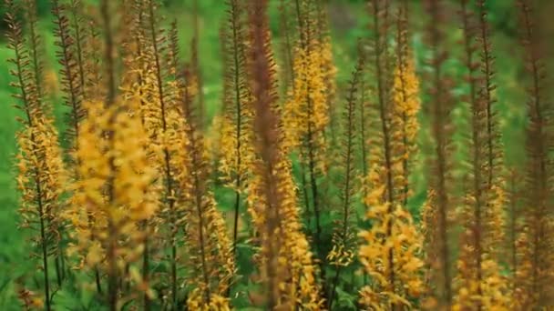 Przewalskis Leopardenpflanze Goldener Strahl Blüht Auf Der Wiese — Stockvideo