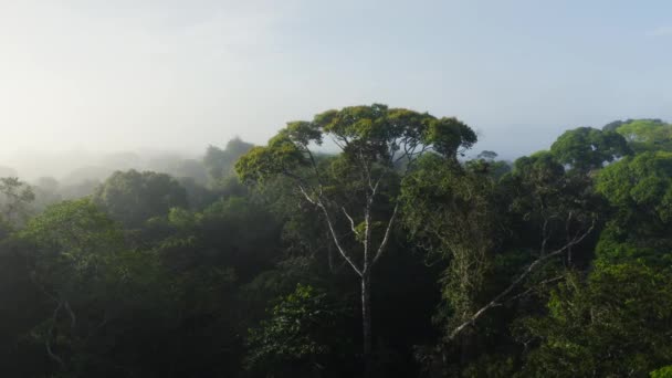 Aerial Drone View Costa Rica Rainforest Canopy Large Tree Treetops — стоковое видео