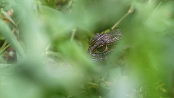 Spectacled Caiman Caiman Crocodilus Baby Animals Costa Rica Close Portrait — Vídeo de Stock