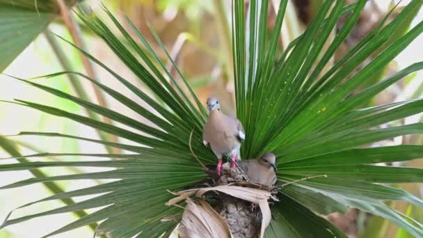 Costa Rica Birds Whimbrel Perched Perching Branch Tarcoles River Birdlife — Vídeo de stock